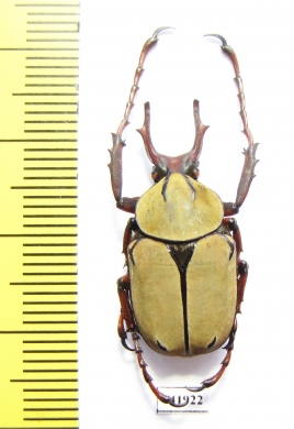 Dicronocephalus wallichii  Thailand - INSECTS-STORE.RU