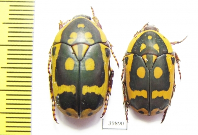 Pachnoda fissipunctata  South Africa Rep. - INSECTS-STORE.RU