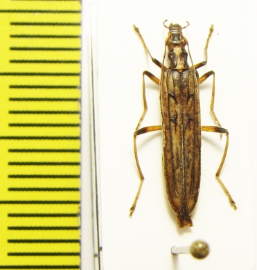 Oedemera venosa  Russia, Kunaschir isl. - INSECTS-STORE.RU