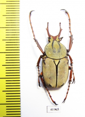 Dicronocephalus wallichii  Thailand - INSECTS-STORE.RU