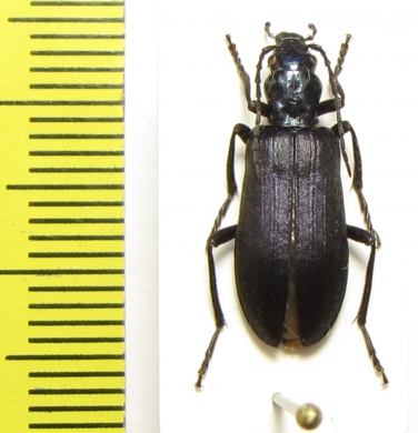 Ditylus laevis  Russia, Far East - INSECTS-STORE.RU