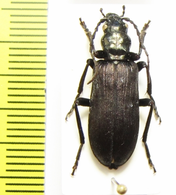 Ditylus laevis  Russia, Far East - INSECTS-STORE.RU