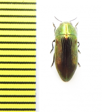 Buprestidae sp.  South Africa Rep. - INSECTS-STORE.RU