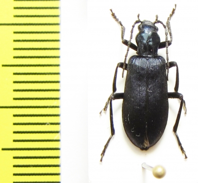 Ditylus laevis  Russia, Far East - INSECTS-STORE.RU