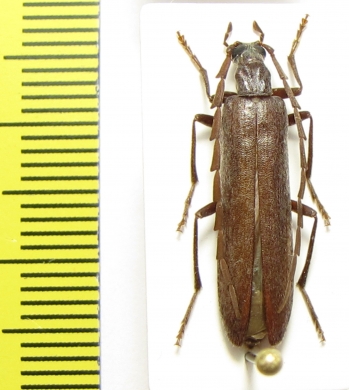 Calopus serraticornis, male  Russia, Tver reg. - INSECTS-STORE.RU