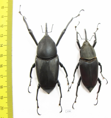 Macrochirus sp., pair  Indonesia, Java 73mm - INSECTS-STORE.RU