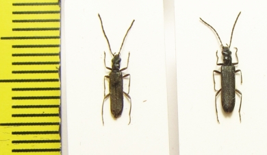 Oedemera sp.  Turkey - INSECTS-STORE.RU