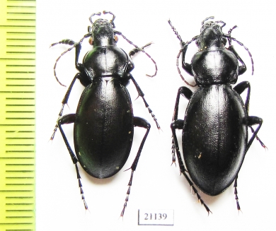 Carabus (Lamprostus) calleyi nigrinus, pair  Azerbaijan - INSECTS-STORE.RU