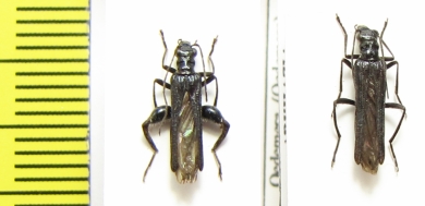 Oedemera sp., pair  Abkhazia - INSECTS-STORE.RU