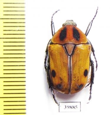 Atrichiana placida ssp.  South Africa Rep. - INSECTS-STORE.RU