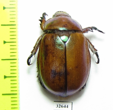 Anoplognathus sp.  Australia - INSECTS-STORE.RU