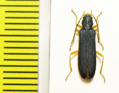 Ischnomera abdominalis  Russia, Far East - INSECTS-STORE.RU