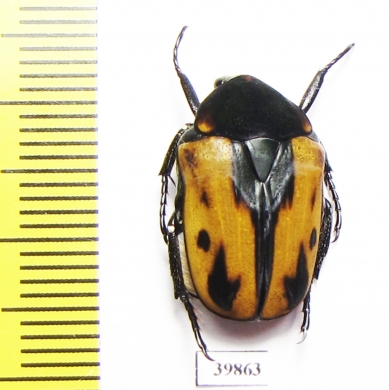 Atrichiana placida ssp.  South Africa Rep. - INSECTS-STORE.RU