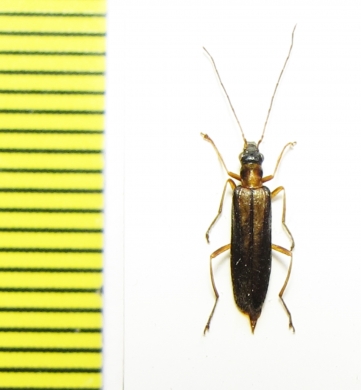 Oedemera amurensis  Russia, Far East - INSECTS-STORE.RU