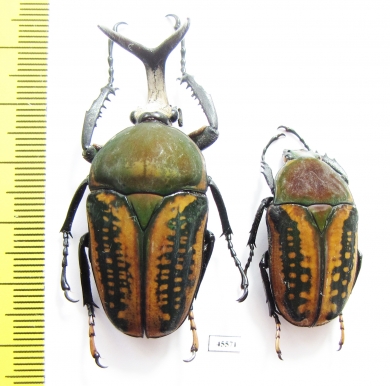 Megalorhina harrisi procera, pair  Cameroon 50mm - INSECTS-STORE.RU
