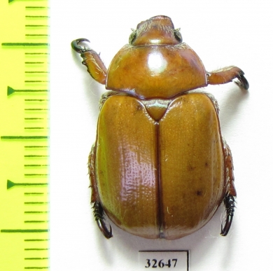 Anoplognathus sp.  Australia - INSECTS-STORE.RU