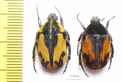 Atrichiana placida ssp.  South Africa Rep. - INSECTS-STORE.RU