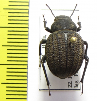 Pimelia mittrei  Israel - INSECTS-STORE.RU