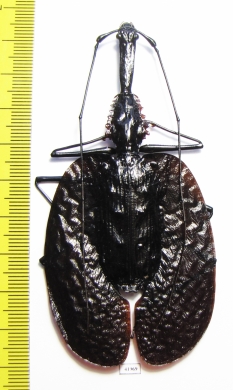 Mormolyce phyllodes  Malaysia  93mm - INSECTS-STORE.RU