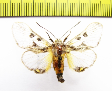 Erebidae sp.?  Bolivia - INSECTS-STORE.RU