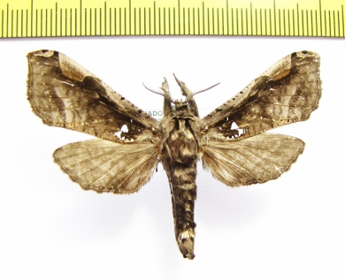 Noctuidae sp.?  Ecuador - INSECTS-STORE.RU