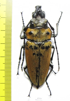 Trictenotomidae, Trictenotoma childreni  Indonesia, Sumatra - INSECTS-STORE.RU