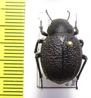 Pimelia mittrei  Israel - INSECTS-STORE.RU