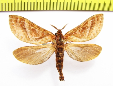 Hepialidae sp.  Ecuador - INSECTS-STORE.RU