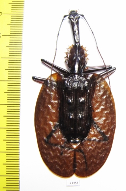 Mormolyce castelnaudi  Malaysia  71mm - INSECTS-STORE.RU