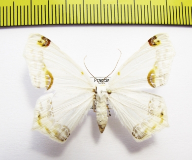 Geometridae sp.  Honduras - INSECTS-STORE.RU