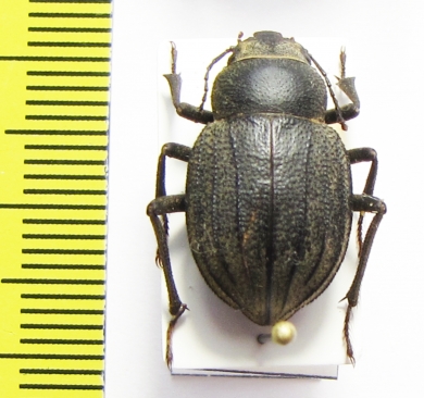 Pimelia inexpectata  Pakistan - INSECTS-STORE.RU