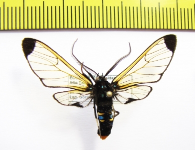 Erebidae sp.  Ecuador - INSECTS-STORE.RU