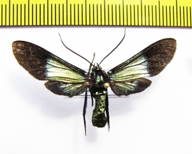 Erebidae sp.  Ecuador - INSECTS-STORE.RU