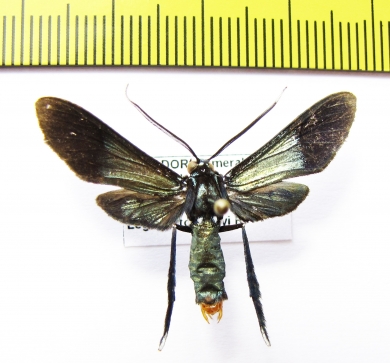 Erebidae sp.  Ecuador - INSECTS-STORE.RU