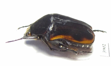 Atrichiana placida ssp.  South Africa Rep. - INSECTS-STORE.RU