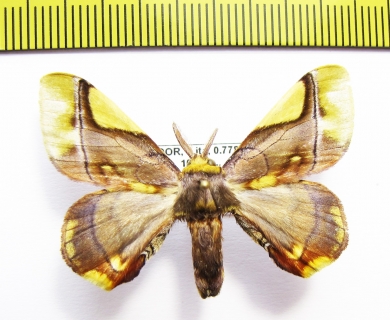 Erebidae sp.  Ecuador - INSECTS-STORE.RU