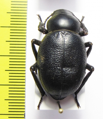 Pimelia bajula solieri  Iran, Isfahan prov. - INSECTS-STORE.RU