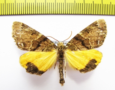 Geometridae sp.?  Honduras - INSECTS-STORE.RU