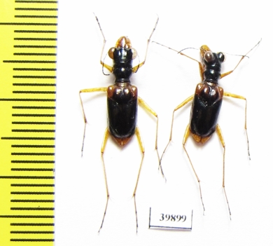 Therates payeni, pair  Indonesia, Sulawesi - INSECTS-STORE.RU
