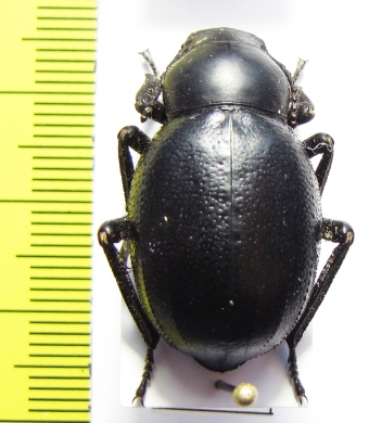 Pimelia bajula solieri  Turkey - INSECTS-STORE.RU