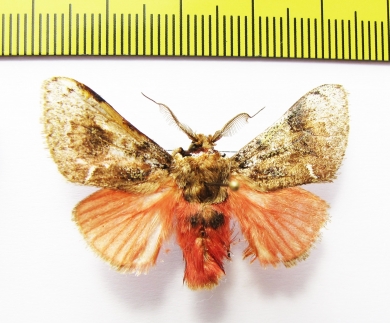 Erebidae sp.  Bolivia - INSECTS-STORE.RU