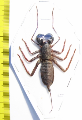 Thelyphonida sp.  Malaysia  52mm - INSECTS-STORE.RU