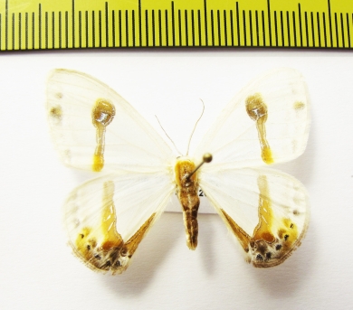 Geometridae sp.  Bhutan - INSECTS-STORE.RU