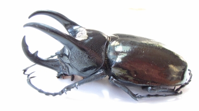 Chalcosoma caucasus janssensi  Indonesia, Sumatra 90mm - INSECTS-STORE.RU