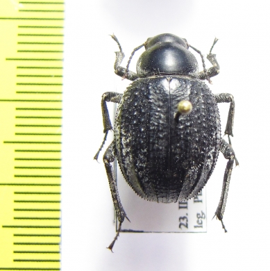 Pimelia barthelemyi  Israel - INSECTS-STORE.RU