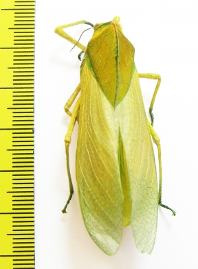 Bullacris sp.2  South Africa Rep. 50mm - INSECTS-STORE.RU