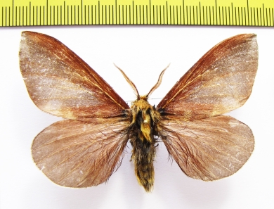 Noctuidae sp.  Bhutan - INSECTS-STORE.RU