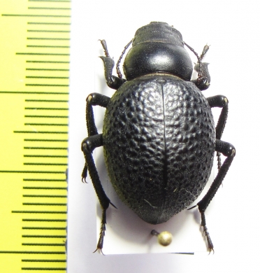 Pimelia afghanistanica  Afghanistan  - INSECTS-STORE.RU