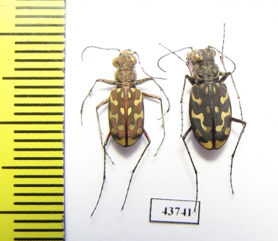Lophyra sp., pair  Tunis - INSECTS-STORE.RU