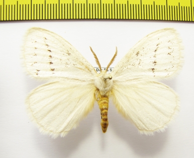 Erebidae sp.?  Tanzania - INSECTS-STORE.RU